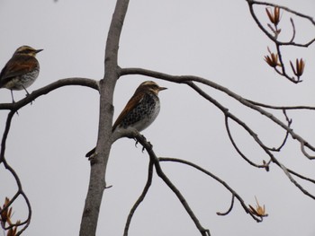 Dusky Thrush Fujimae Tidal Flat Wed, 1/4/2023