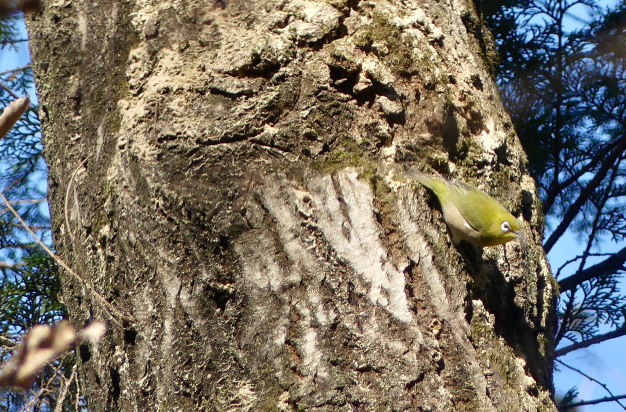 Warbling White-eye