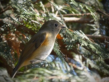 ルリビタキ 座間谷戸山公園 2022年12月29日(木)