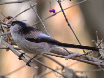 2022年12月28日(水) 座間谷戸山公園の野鳥観察記録