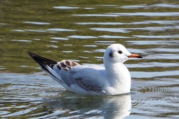 Mon, 1/2/2023 Birding report at 水前寺公園(熊本市)