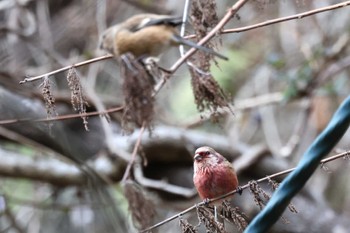 2023年1月4日(水) 早戸川林道の野鳥観察記録