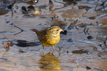 アオジ 秋ヶ瀬公園 2023年1月4日(水)