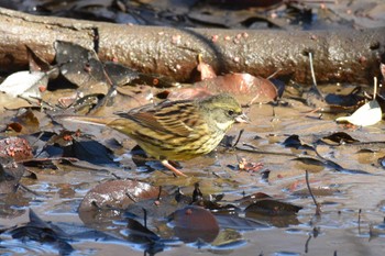 アオジ 秋ヶ瀬公園 2023年1月4日(水)