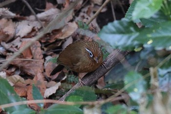 ガビチョウ こども自然公園 (大池公園/横浜市) 2023年1月4日(水)