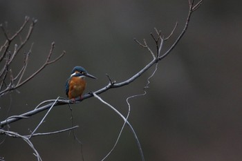 カワセミ こども自然公園 (大池公園/横浜市) 2023年1月4日(水)