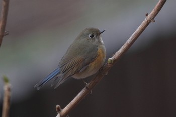 2023年1月4日(水) こども自然公園 (大池公園/横浜市)の野鳥観察記録