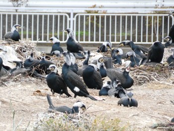 カワウ くつわ堰 2022年12月31日(土)