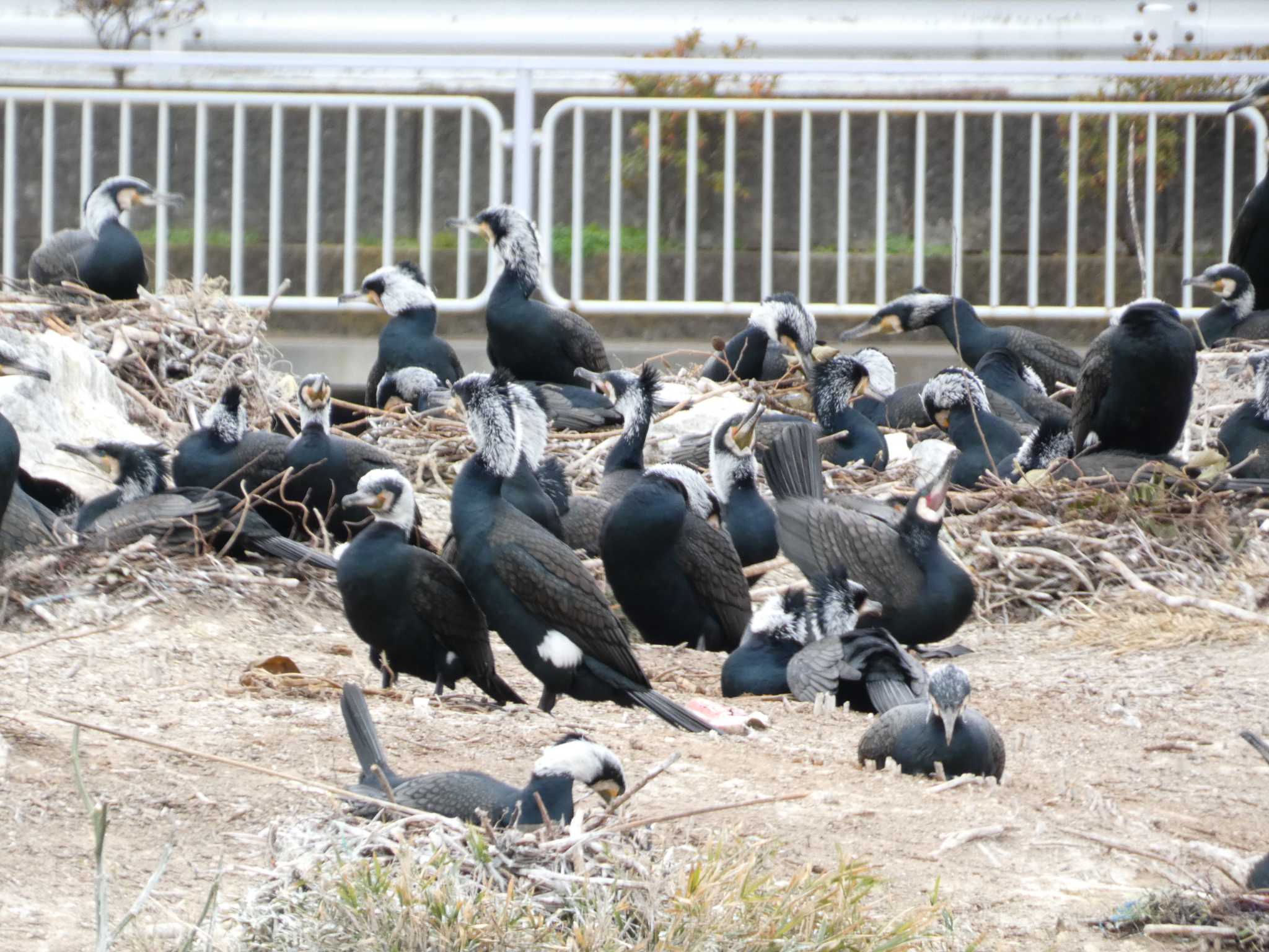 くつわ堰 カワウの写真 by koshi