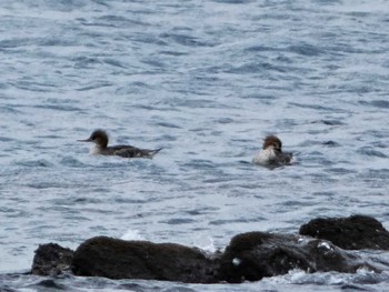 2022年12月31日(土) 長井漁港の野鳥観察記録