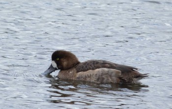 Sat, 12/31/2022 Birding report at くつわ堰