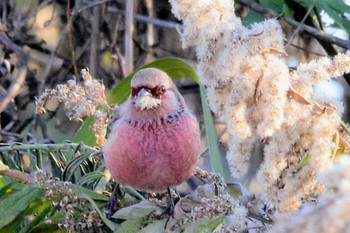 2022年12月30日(金) 渡良瀬遊水地の野鳥観察記録