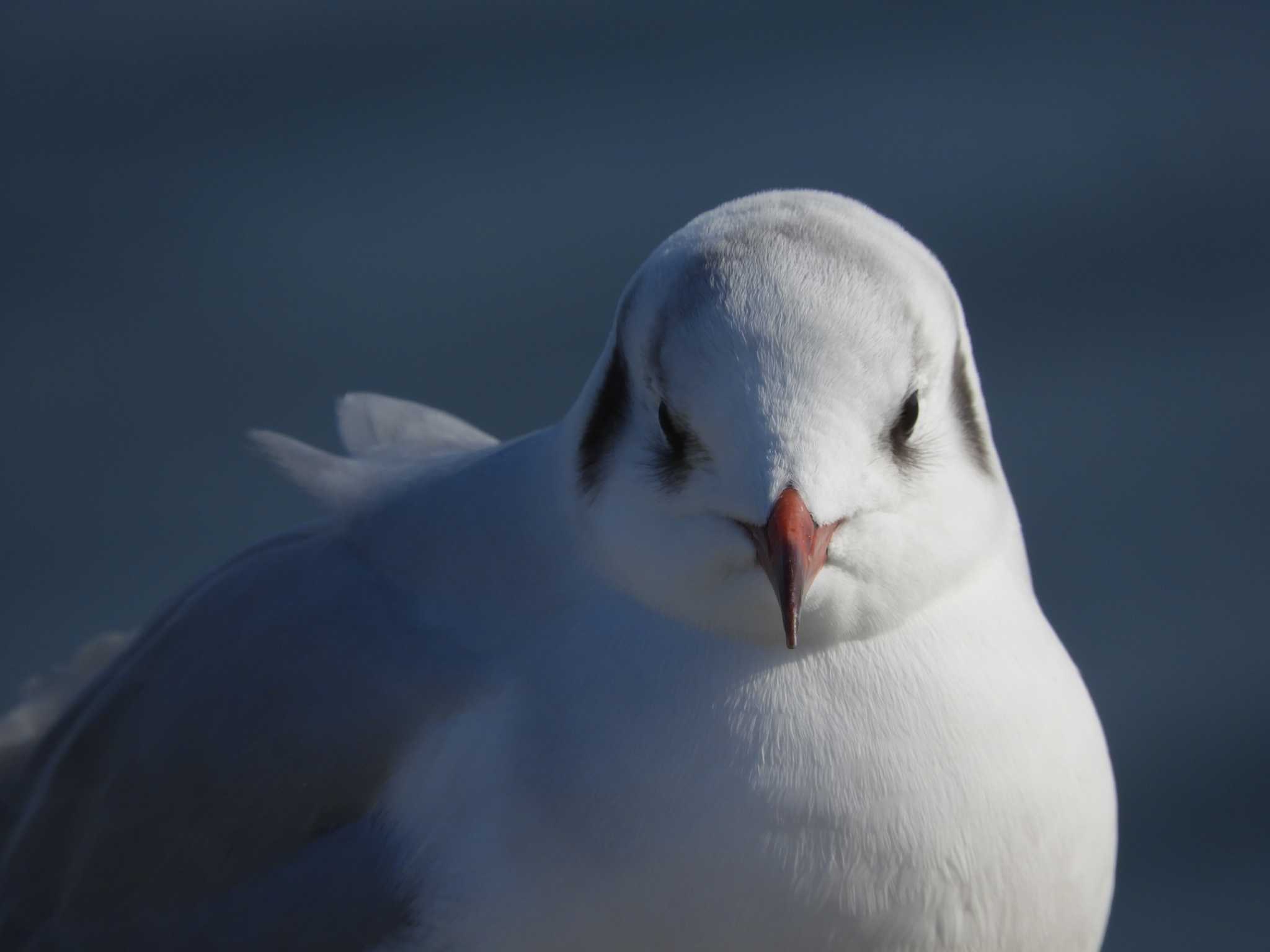 ユリカモメ