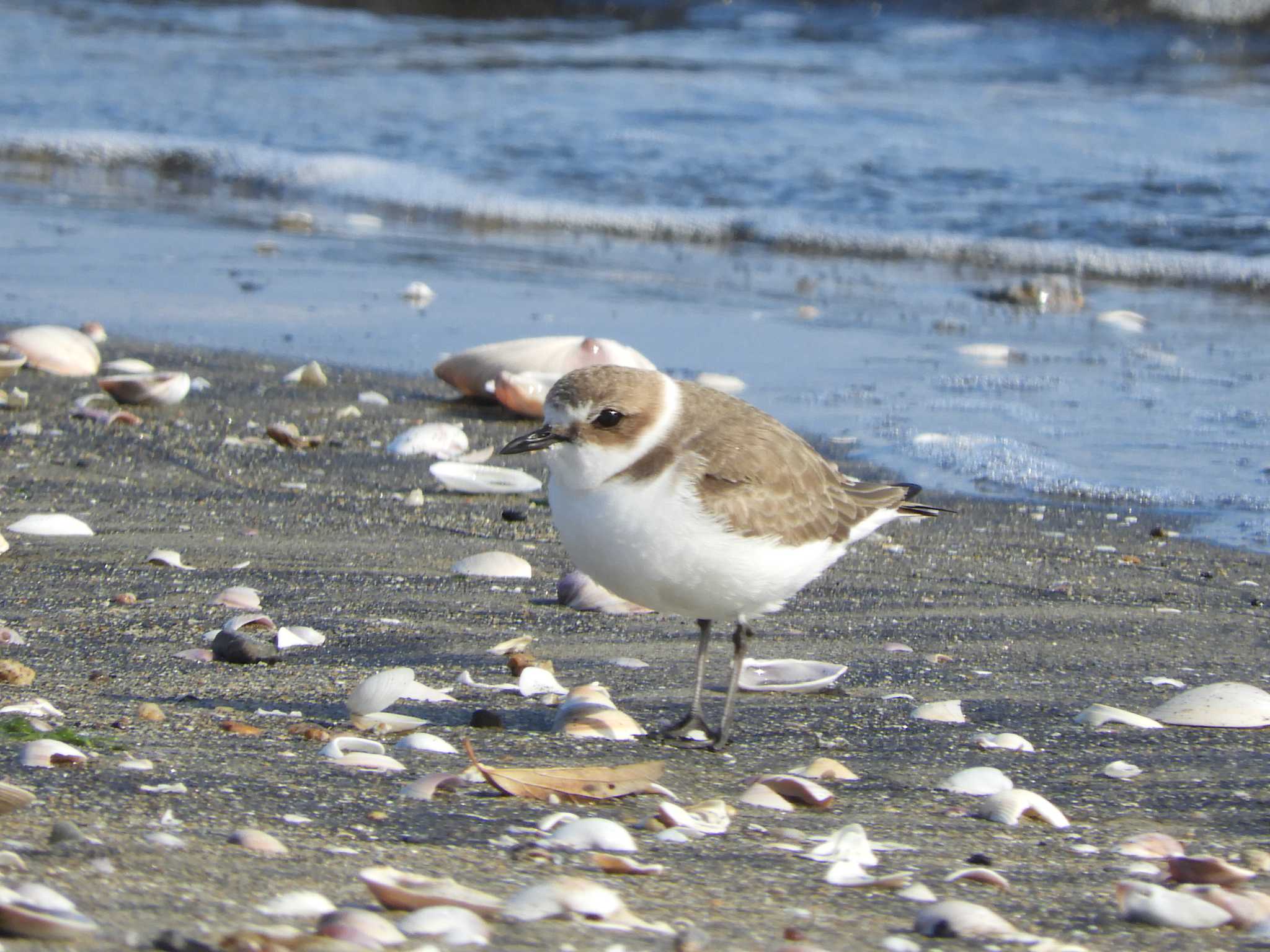 Photo of Kentish Plover at 安濃川河口 by あなちゃん