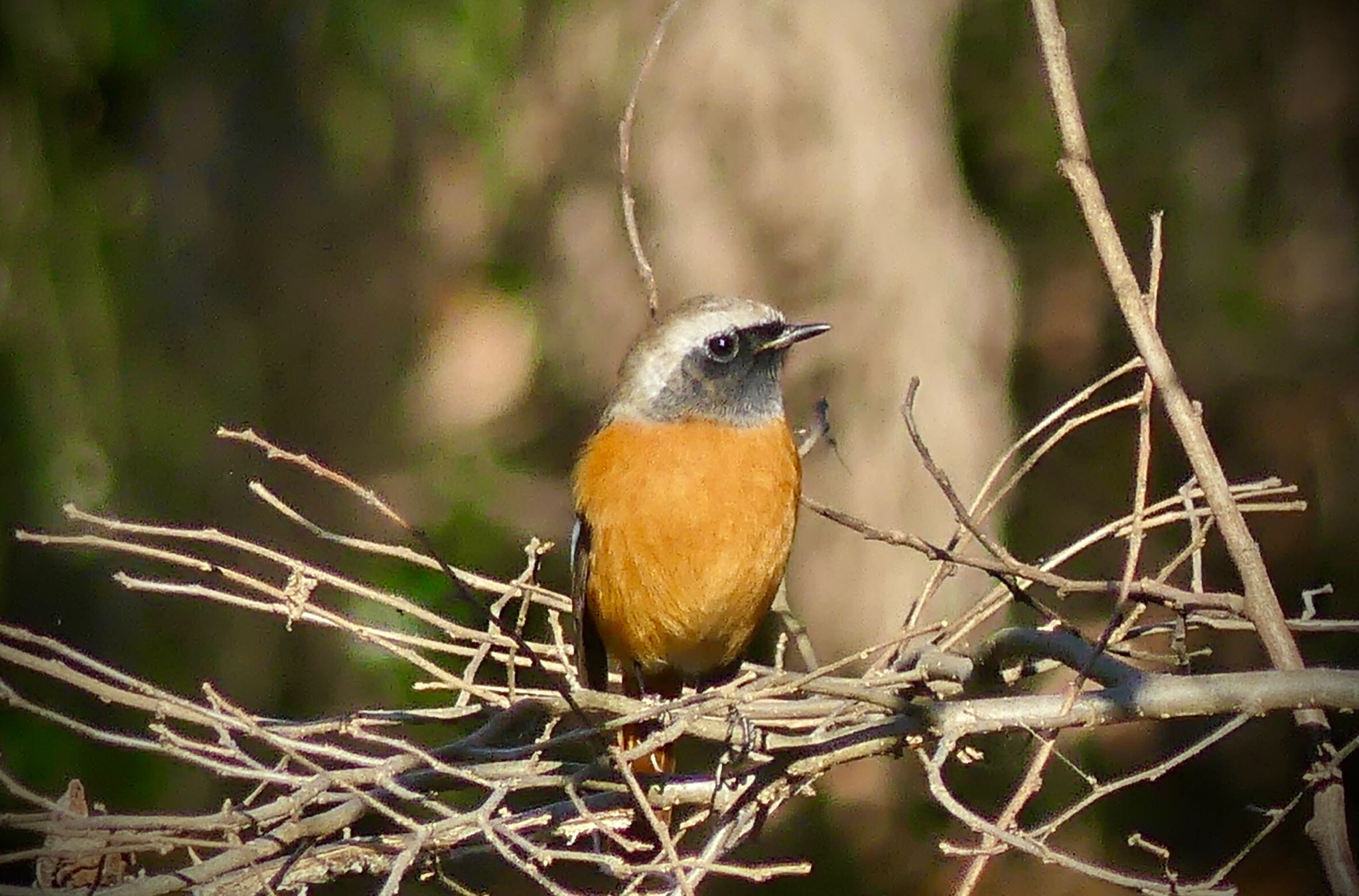 Daurian Redstart