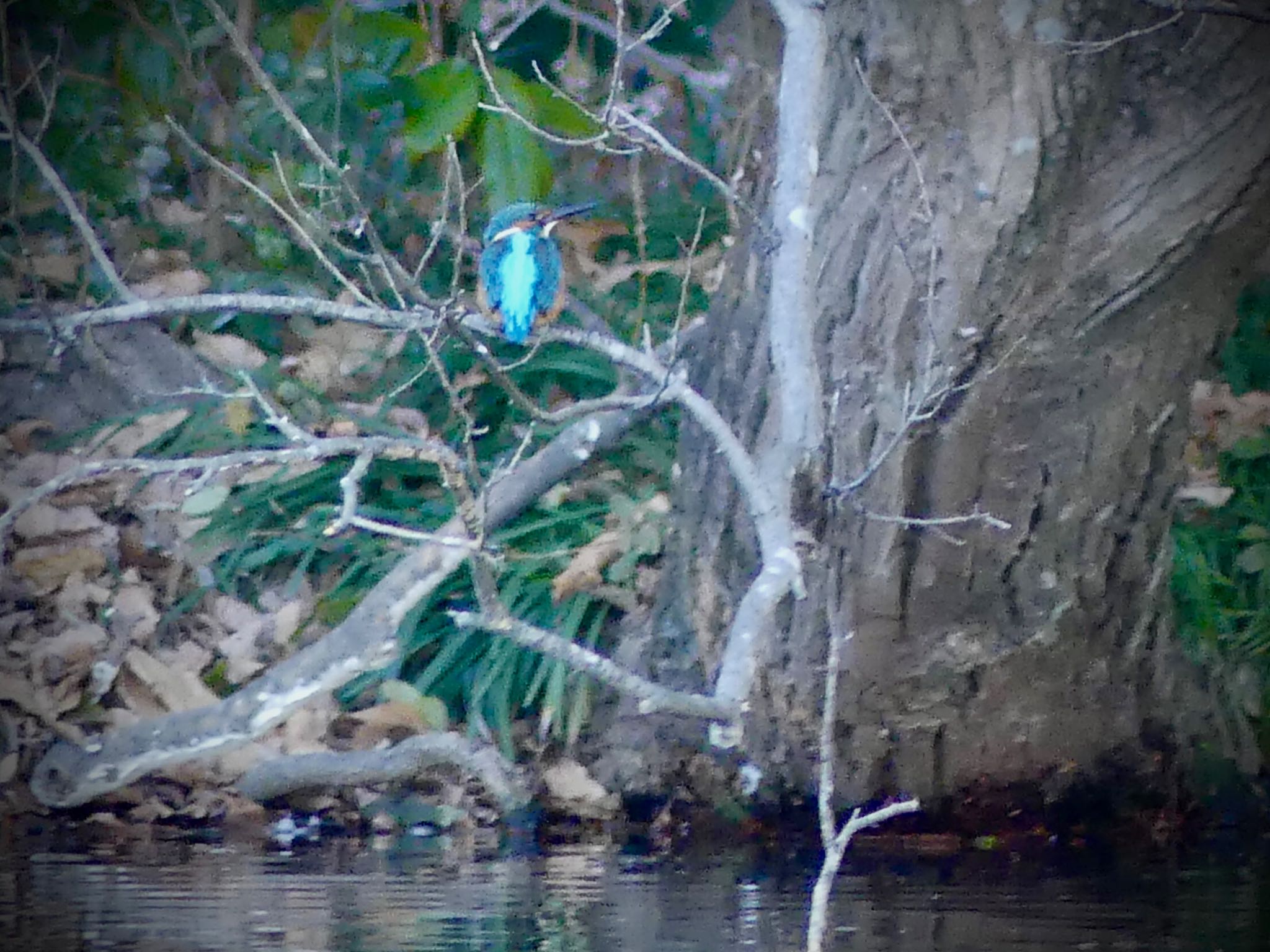 Common Kingfisher