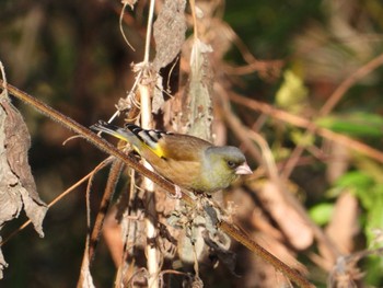 Oriental Greenfinch(kawarahiba) 鶴ヶ谷中央公園 宮城県仙台市宮城野区 Sat, 11/26/2022