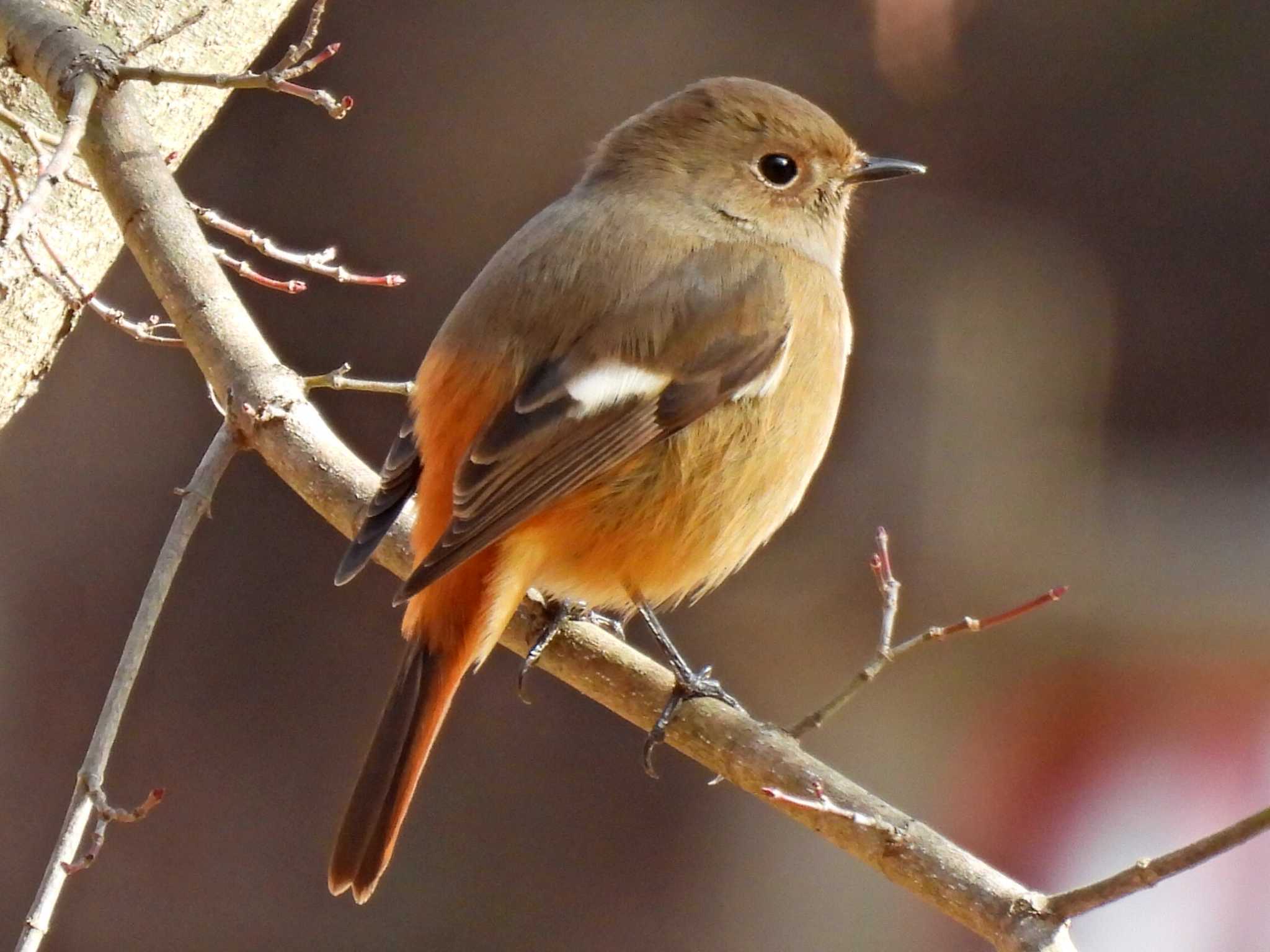 各務野自然遺産の森 ジョウビタキの写真