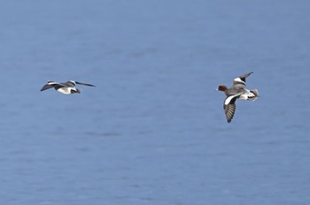 Eurasian Wigeon 背中の模様 Sat, 12/31/2022