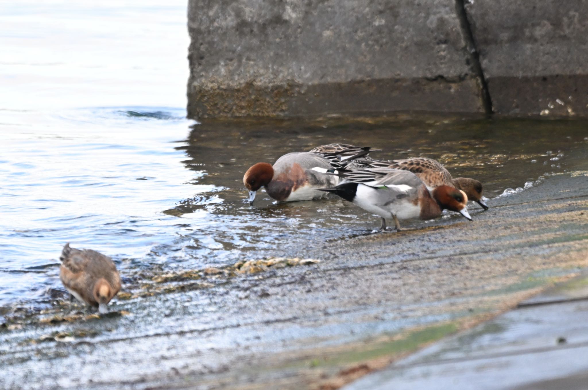 Photo of Eurasian Wigeon at 今年はノリやアマモが少ない by アカウント5227