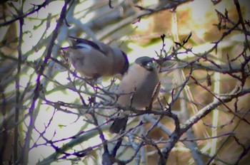 Wed, 1/4/2023 Birding report at Saitama Prefecture Forest Park