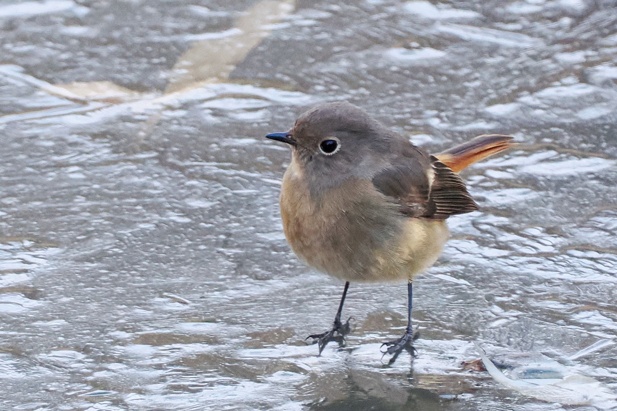 北本自然観察公園 ジョウビタキの写真