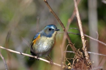 Red-flanked Bluetail 岩藤新池 Fri, 12/30/2022