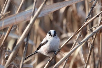 Long-tailed Tit Kitamoto Nature Observation Park Sun, 1/1/2023