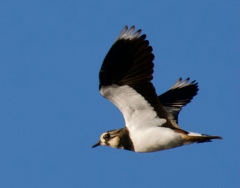 2023年1月5日(木) 境川遊水地公園の野鳥観察記録