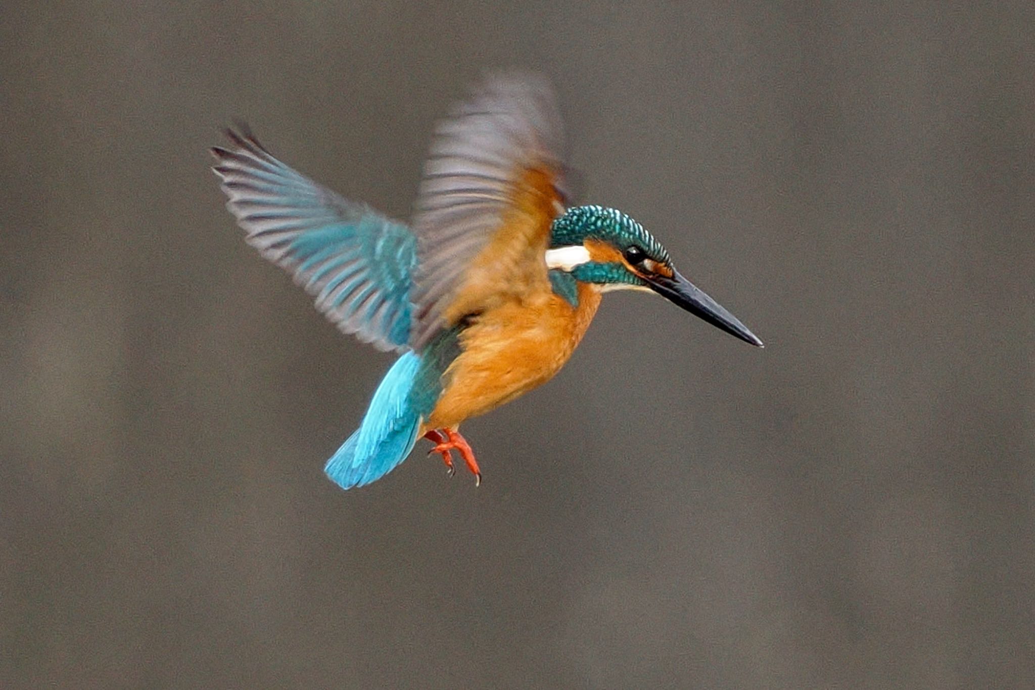 Common Kingfisher