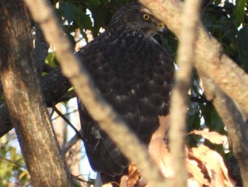 Eurasian Goshawk Toneri Park Fri, 12/30/2022