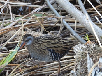 Brown-cheeked Rail Toneri Park Fri, 12/30/2022