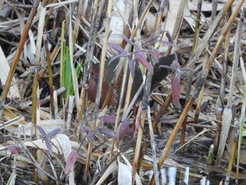 Ruddy-breasted Crake Toneri Park Fri, 12/30/2022