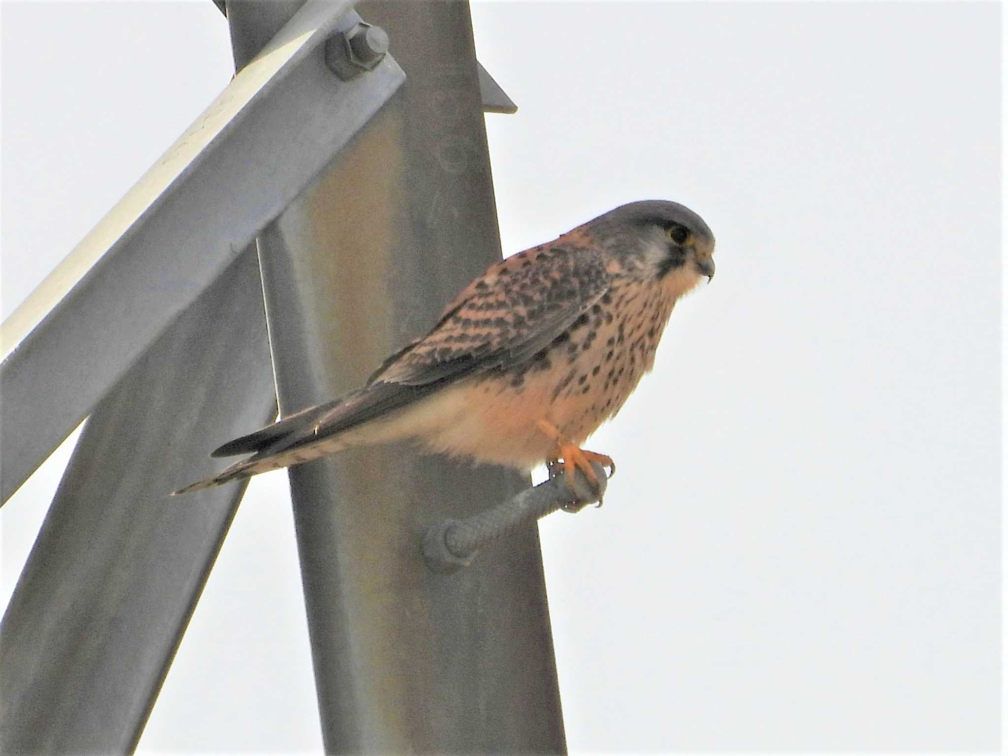 愛知県知多郡東浦町 チョウゲンボウの写真 by アカウント6488