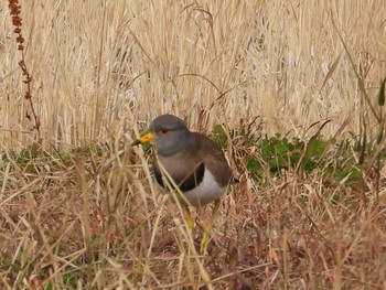 2023年1月2日(月) 愛知県知多郡東浦町の野鳥観察記録