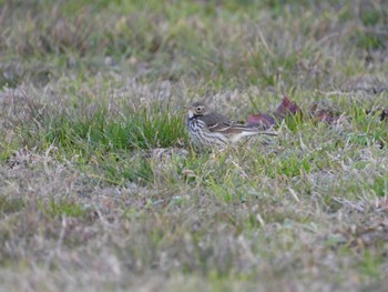 2023年1月3日(火) 千住大橋の野鳥観察記録