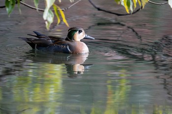 トモエガモ 京都府立植物園 2023年1月5日(木)