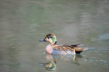 トモエガモ 京都府立植物園 2023年1月5日(木)