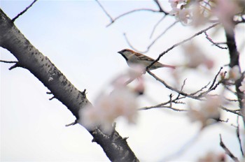 Russet Sparrow 大和高田市 Thu, 4/6/2017