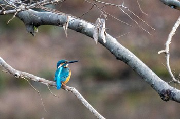 Thu, 1/5/2023 Birding report at 京都府立植物園