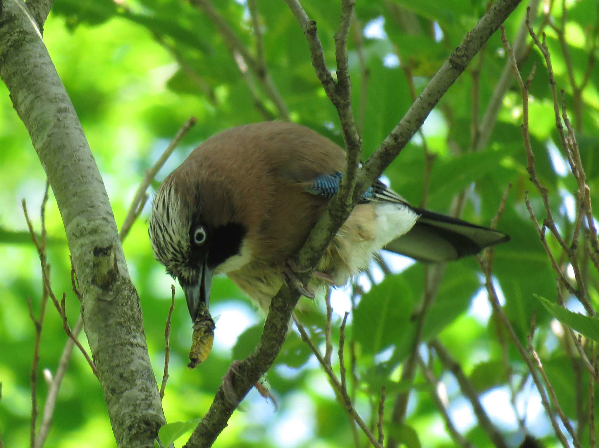 Photo of Eurasian Jay at  by みっちー