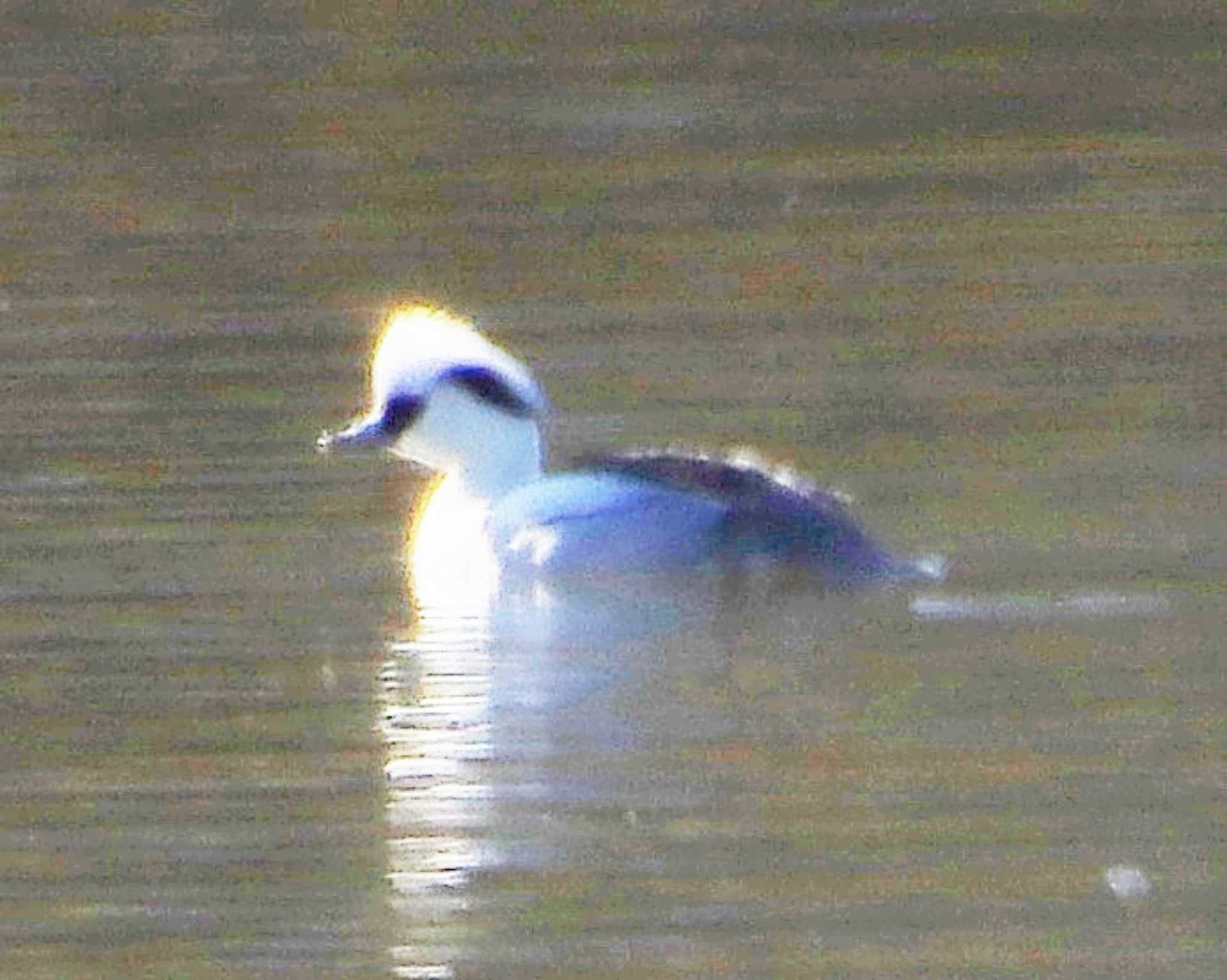 Smew