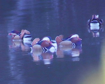 2023年1月5日(木) 上石津ミサンザイ古墳(お堀)の野鳥観察記録