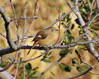 2023年1月5日(木) 大仙陵古墳の野鳥観察記録