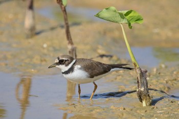 Little Ringed Plover Unknown Spots Mon, 1/15/2018