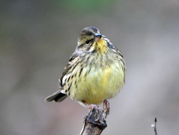 アオジ 青葉山公園 2023年1月5日(木)