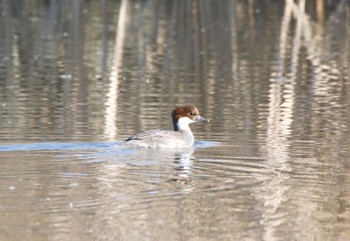 Mon, 1/2/2023 Birding report at Shin-yokohama Park