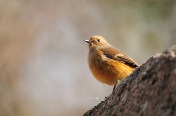 Daurian Redstart 馬見丘陵公園 Wed, 1/4/2023