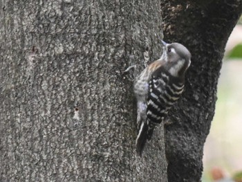 Japanese Pygmy Woodpecker 立田山 Thu, 1/5/2023