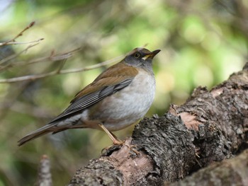 Pale Thrush 立田山 Thu, 1/5/2023